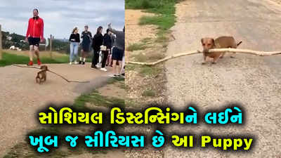 સોશિયલ ડિસ્ટન્સિંગને લઈને ખૂબ જ સીરિયસ છે આ Puppy 