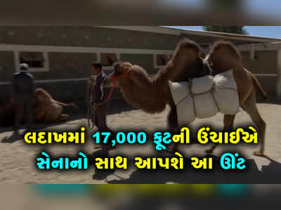 લદાખમાં 17000 ફૂટની ઉંચાઈએ ભારતીય સેનાનો સાથે આપશે આ ઊંટ 