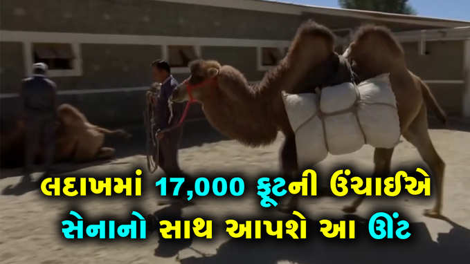 લદાખમાં 17000 ફૂટની ઉંચાઈએ ભારતીય સેનાનો સાથે આપશે આ ઊંટ 