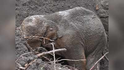 കുട്ടമ്പുഴയിൽ പിടിയാനക്കുട്ടി മാലിന്യക്കുഴിയിൽ വീണു; രക്ഷകരായി വനപാലകരും നാട്ടുകാരും