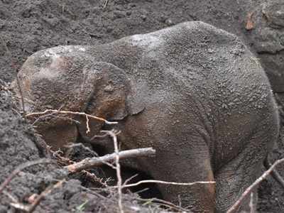 കുട്ടമ്പുഴയിൽ പിടിയാനക്കുട്ടി മാലിന്യക്കുഴിയിൽ വീണു; രക്ഷകരായി വനപാലകരും നാട്ടുകാരും