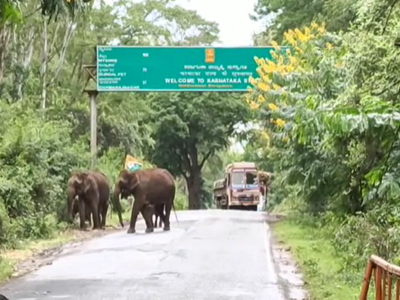 ಚಾಮರಾಜನಗರ: ಆನೆಗಳ ಕಬ್ಬಿನಾಸೆಗೆ ಹೆದ್ದಾರಿ ಬಂದ್..! ಗಜರಾಜನ ಕಾಟಕ್ಕೆ ವಾಹನ ಸಂಚಾರ ದುಸ್ತರ