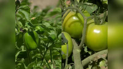 -25 डिग्री में भी फ्रेश सब्जियां उगाने की तैयारी, लद्दाख में भारतीय सेना की मदद के लिए हो रहा काम