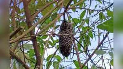 ಬಲು ಅಪರೂಪ ಸವಿಸವಿ ಕೋಲು ಜೇನು