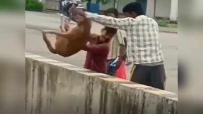 Jabalpur: मौज-मस्ती के लिए लड़कों ने स्ट्रीट डॉग को नहर में फेंका, वीडियो वायरल