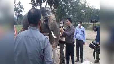 बांधवगढ़ टाइगर रिजर्व पार्क में हाथी महोत्सव, 7 दिन करेंगे गजराज करेंगे मौज-मस्ती