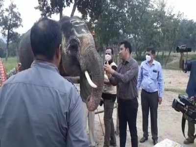 बांधवगढ़ टाइगर रिजर्व पार्क में हाथी महोत्सव, 7 दिन करेंगे गजराज करेंगे मौज-मस्ती