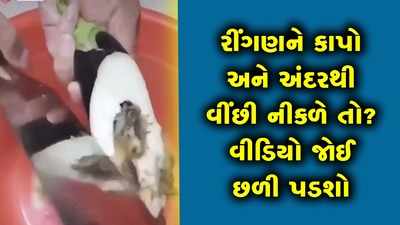 રીંગણને કાપો અને અંદરથી વીંછી નીકળે તો? વીડિયો જોઈ છળી પડશો 