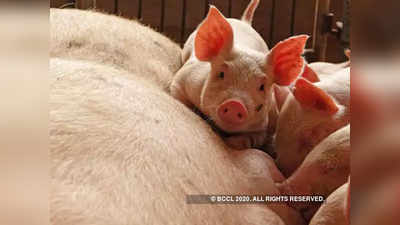 असम में फैल रहे अफ्रीकन स्वाइन फ्लू को रोकने की तैयारी, मारे जाएंगे 12 हजार सुअर