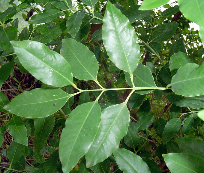 ​​ಶ್ರೀಗಂಧದ ಮರ