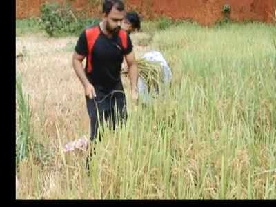 വീട്ടിലിരുന്ന് ജോലി, ഒപ്പം അല്‍പ്പം വീട്ടുകാര്യവും; മണ്ണില്‍ പൊന്ന് വിളയിച്ച് സഹോദരങ്ങള്‍