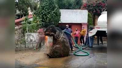 ಮನುಷ್ಯರಿಗಿಂತಲೂ ದೊಡ್ಡ ಗಾತ್ರದ ಇಲಿ ಪತ್ತೆ! : ಆದರೆ, ಸತ್ಯ ಬೇರೆಯದ್ದೇ ಇದೆ!