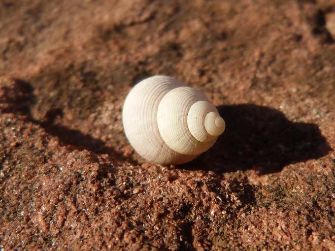 ​ಶಂಖವನ್ನು ತಪ್ಪಾಗಿ ಊದದಿರಿ