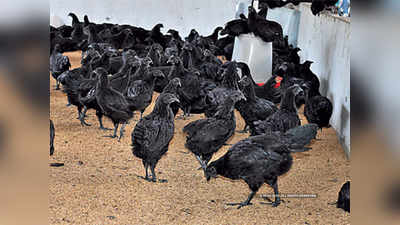 कडकनाथ कोंबड्यांचे आमिष दाखवले, शेतकऱ्यांना १७ लाखांना फसवले