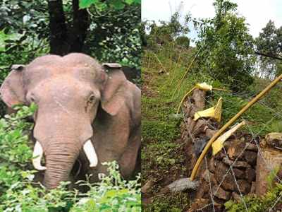 ചിമ്മിനി ഡാം റോഡില്‍ ഭീഷണിയായി ഒറ്റയാന്‍; യാത്രക്കാർ ഭീതിയിൽ