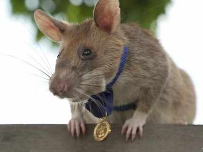 अफ्रीकी स्निफर चूहे को मिला वीरता पुरस्कार, 39 बारूदी सुरंगों का लगाया था पता