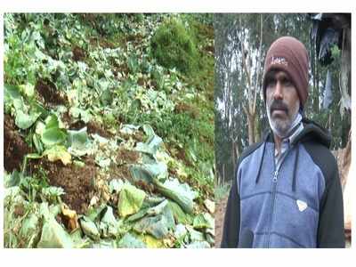 വട്ടവട പഴത്തോട്ടത്തില്‍ കാട്ടാന ആക്രമണം; കാവല്‍ക്കാരന്‍ രക്ഷപ്പെട്ടത് തലനാരിഴക്ക്....