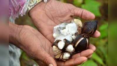 ಜಡಿ ಮಳೆಗೆ ಕೊಳೆತ ಹತ್ತಿ ಬೆಳೆ