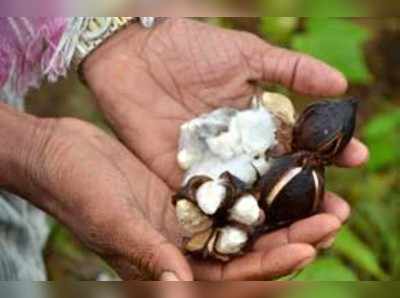 ಜಡಿ ಮಳೆಗೆ ಕೊಳೆತ ಹತ್ತಿ ಬೆಳೆ