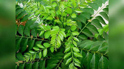 Meetha Neem: मीठा नीम होता है ऐंटिइंफ्लमेट्री गुणों से भरपूर, दिल और लिवर का रखता है खास खयाल