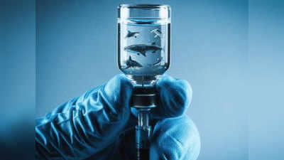 Coronavirus Vaccine करोना लशीसाठी ५ लाख शार्क माशांचा बळी जाणार!
