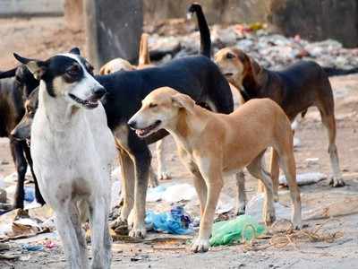 Ghaziabad News: आवारा कुत्ते को डंडे से पीटकर मौत के घाट उतारा, मामला दर्ज