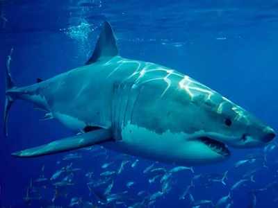 कोरोना वैक्सीन बनाने के लिए शार्कों का हो रहा शिकार, विलुप्त होने का खतरा मंडराया