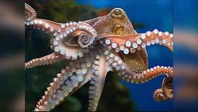 ઓક્ટોપસને હથિયાર બનાવી રહ્યું છે રશિયા, સમુદ્રમાં અમેરિકન કિલર ડોલ્ફિનને આપશે ટક્કર