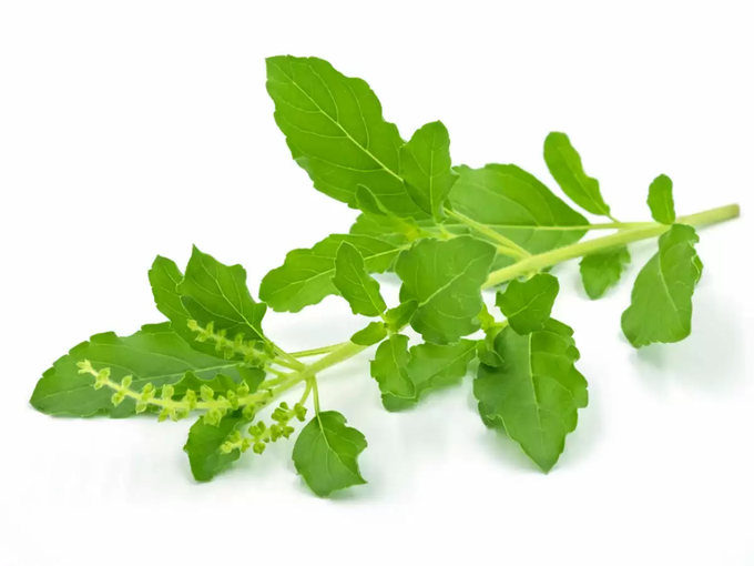 Benefits Of Tulsi Puja In Adhik Maas