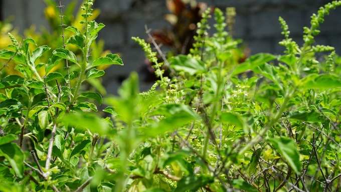 Tulsi Plant