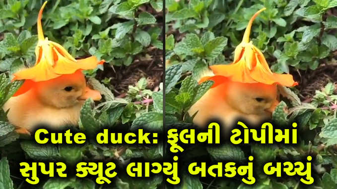 Cute Video: બતકના બચ્ચાને પહેરાવવામાં આવી ફૂલની ટોપી