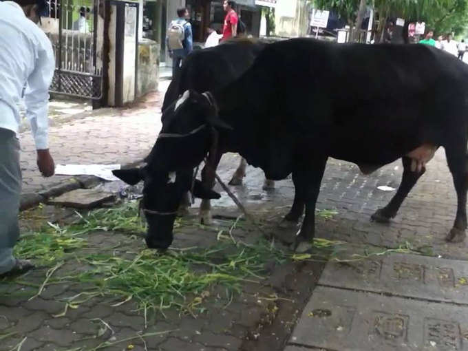 ​गोमातेची सेवा