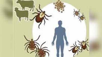 Congo Fever Symptoms :காங்கோ காய்ச்சல் தொற்று நோயா? இதன் அறிகுறி, காரணங்கள், சிகிச்சை முறைகள்..