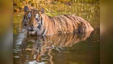 দাদার সামনে ভাইকে নিয়ে জঙ্গলে গেল বাঘ