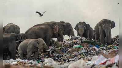 શ્રીલંકામાં પ્લાસ્ટિક અને કચરો ખાઈ રહ્યા છે હાથી, તસ્વીરો જોઈ હચમચી ગયા પ્રાણી પ્રેમીઓ
