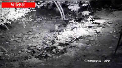 Gwalior: रिहायशी इलाके से लगे जंगल में दिखा दुर्लभ काला तेंदुआ, इलाके में दहशत