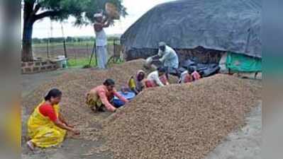 ವರುಣನ ವಿರಾಮ, ಎಲ್ಲೆಡೆ ಶೇಂಗಾ ಕಣ