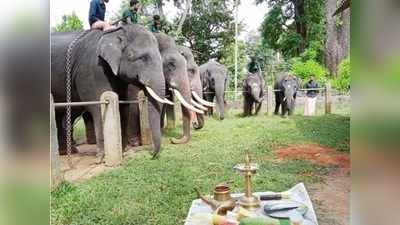 മുത്തങ്ങ ആനപ്പന്തിയില്‍ ആനയൂട്ട്; കുട്ടിയാനകൾക്കും കുംകിയാനകൾക്കും വിഭവസമൃദ്ധമായ ഭക്ഷണം!