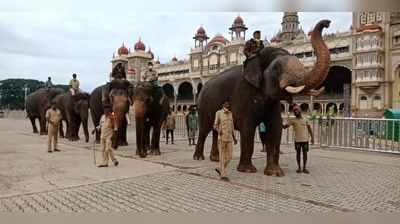 ಮೈಸೂರು ದಸರಾ ಅಂಬಾರಿ ಆನೆಗಳಿಗೆ ತರಬೇತಿ: ಕುಶಾಲತೋಪು ಸಿಡಿಸುವ ತಾಲೀಮು ಶುರು