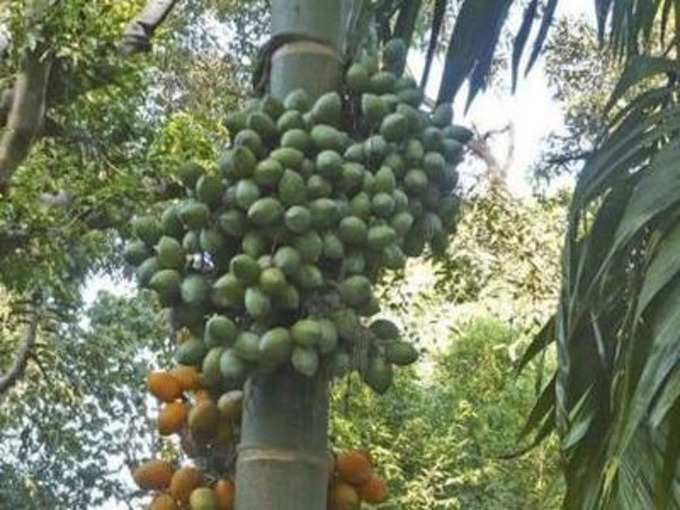 ​ಅಡಕೆ ಒಟ್ಟು ಉತ್ಪಾದನೆ