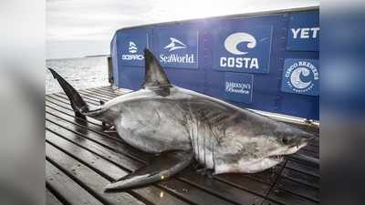 कनाडा में पकड़ी गई 17 फीट की दैत्याकार शार्क, लंबाई देखकर हैरान हुए लोग