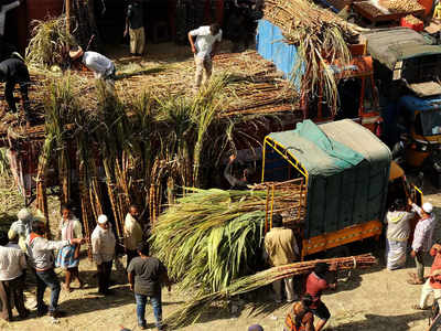 ऊस उत्पादक शेतकऱ्यांचे तोंड गोड! सरकारच्या दट्ट्याने साखर कारखाने ताळ्यावर