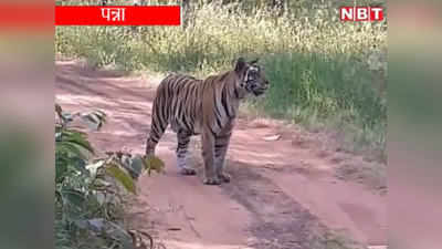 पन्ना टाइगर रिजर्व में फिर दिखा बाघ, पर्यटकों को रोज हो रहे वनराज के दीदार, देखें Video