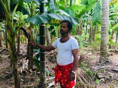 കച്ചവടത്തിനൊപ്പം കൃഷിയും! ഇത്തവണ കടയോട് ചേർന്ന് നെൽകൃഷിയും... എടവണ്ണയിലെ മജീദ് തിരക്കിലാണ്...