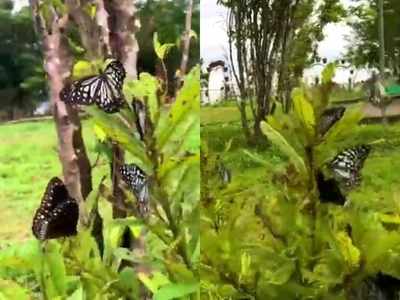 6 മാസക്കാലമായി സഞ്ചാരികളില്ല... കോട്ടക്കുന്നിന് കൂട്ടായി പൂക്കളും, പൂമ്പാറ്റകളും, ചെറിയ പക്ഷികളും, കാഴ്ചകൾ കാണാം...