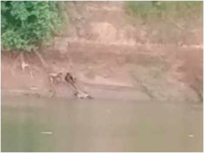 Gujarat News: वडोदरा के ओरसंग नदी में नहाने गए शख्‍स को मगरमच्छ ने मार डाला