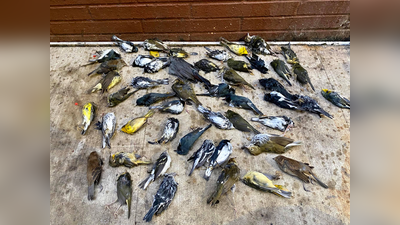 अमेरिका में आकाश से हुई मरे पक्षियों की बारिश, विनाश की आशंका से सहमे लोग