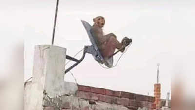 डीटीएच की छतरी पर बैठा ये बंदर आपको महिंद्रा की कार जिता सकता है, बस कल तक का है मौका