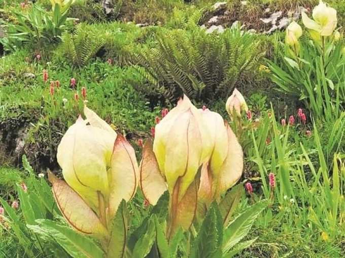 uttarakhand: brahmakamal blooming in off-season stumps many