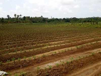 മഴ മാറി മാനം തെളിഞ്ഞു; കോട്ടാറ്റ് മേഖലയിലെ കപ്പ കര്‍ഷകരുടെ മനവും തെളിഞ്ഞു